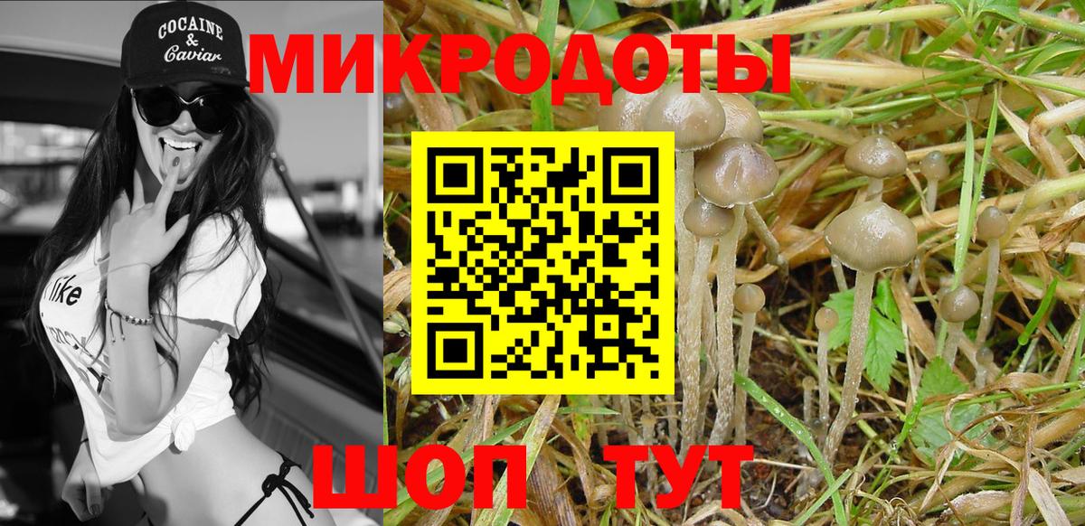 Галлюциногенные грибы Psilocybe Псков
